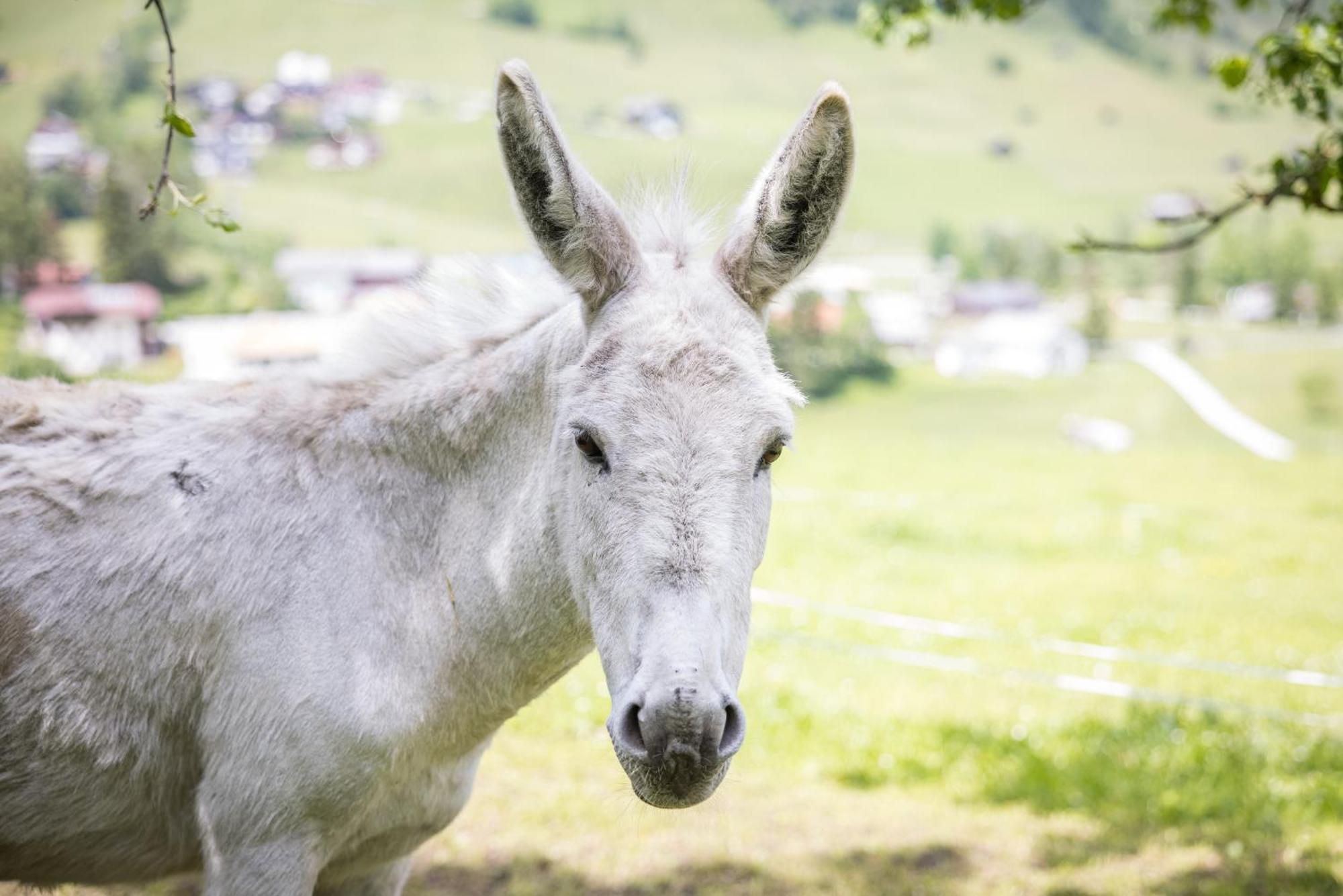 Untersillerhof Villa Neustift im Stubaital Esterno foto