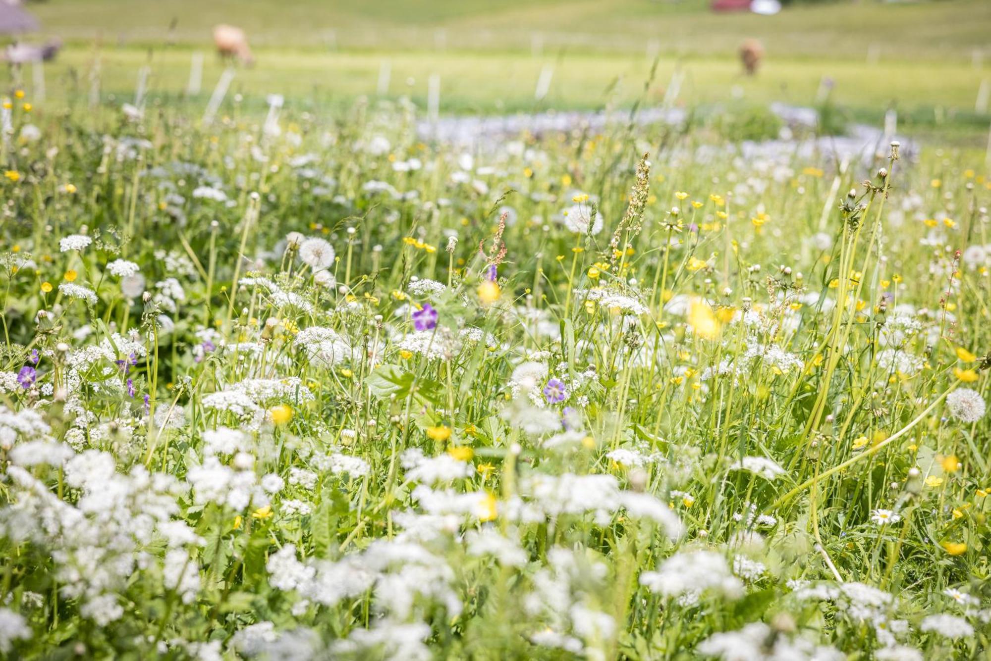 Untersillerhof Villa Neustift im Stubaital Esterno foto